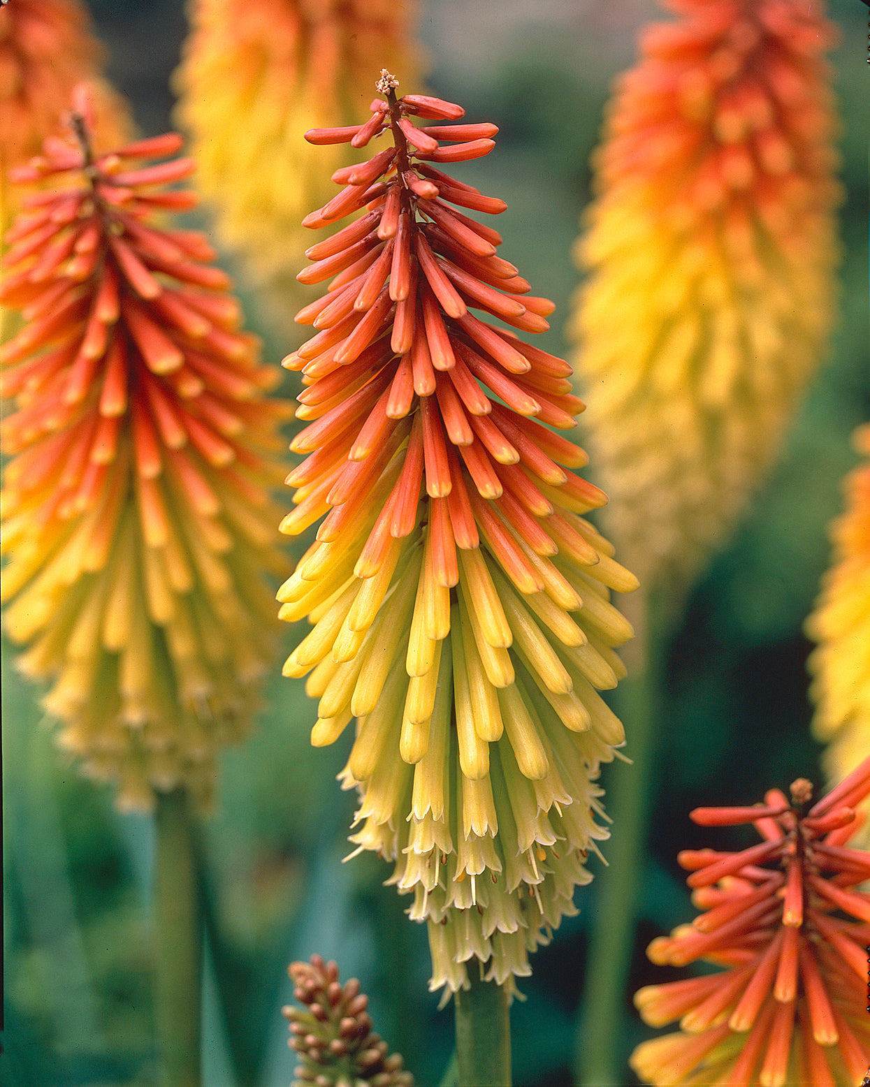 Kniphofia uvaria 'Grandiflora' bare roots | Buy 'Red Hot Poker' roots ...