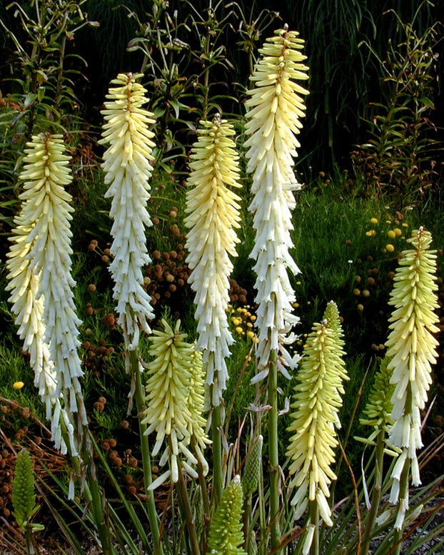 Kniphofia 'Little Maid'