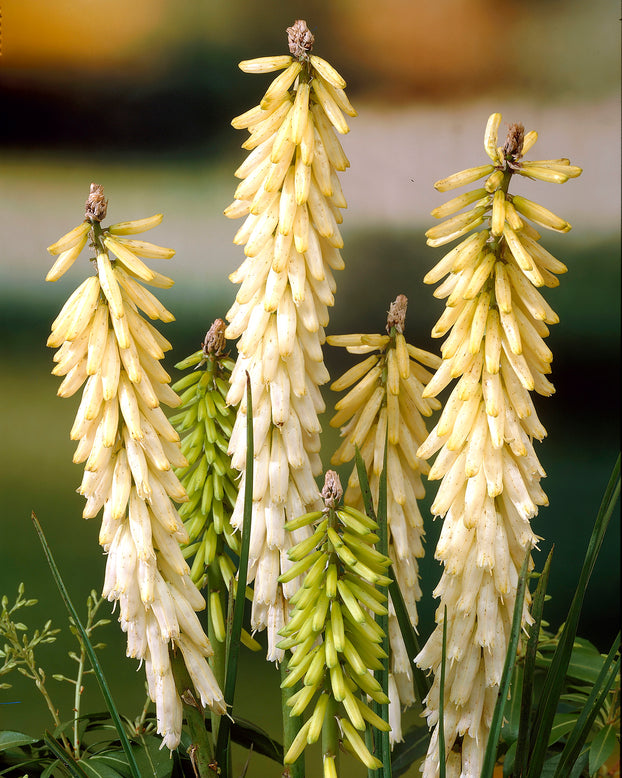 Kniphofia 'Little Maid'