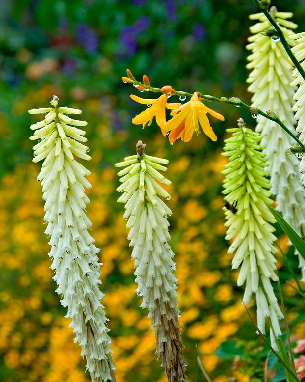 Kniphofia 'Little Maid'