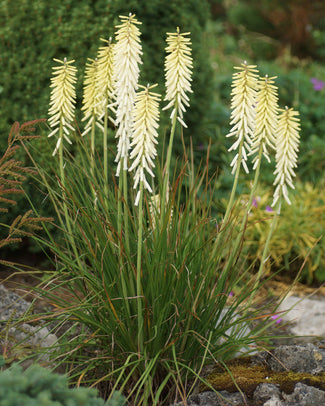 Kniphofia 'Little Maid'