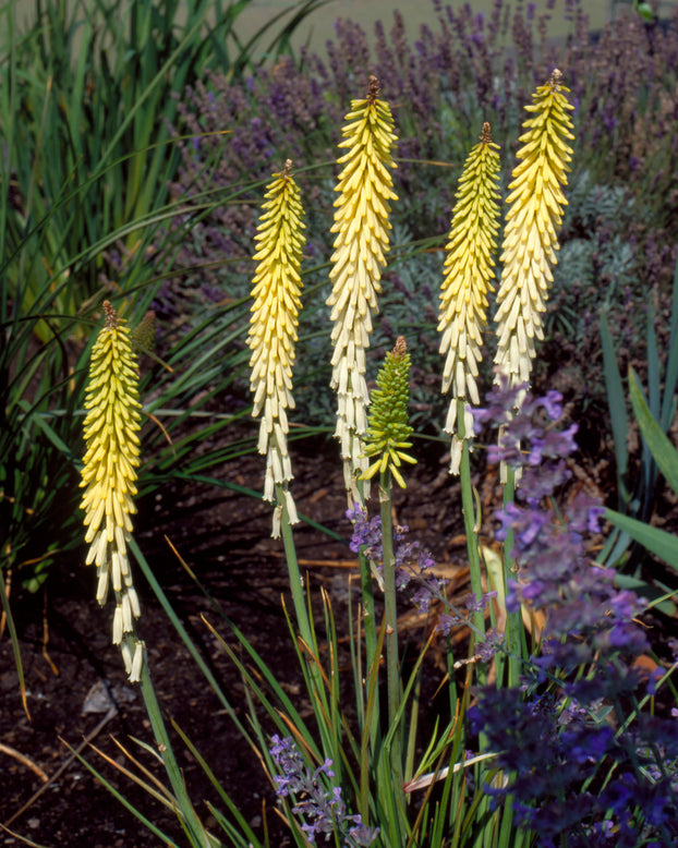 Kniphofia 'Little Maid'
