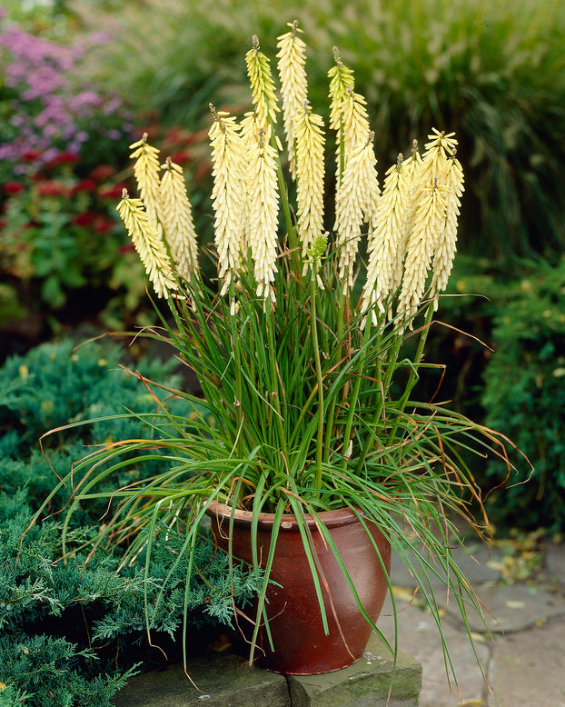 Kniphofia 'Little Maid'