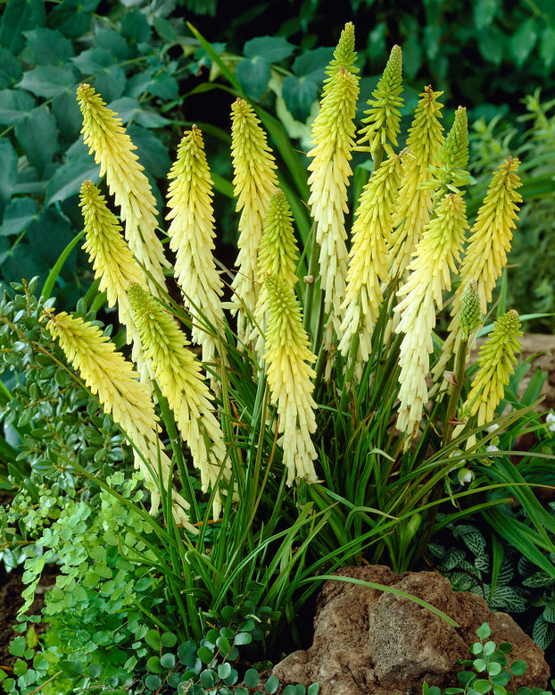 Kniphofia 'Little Maid'