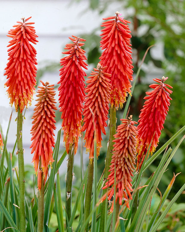 Kniphofia 'Nancy's Red'