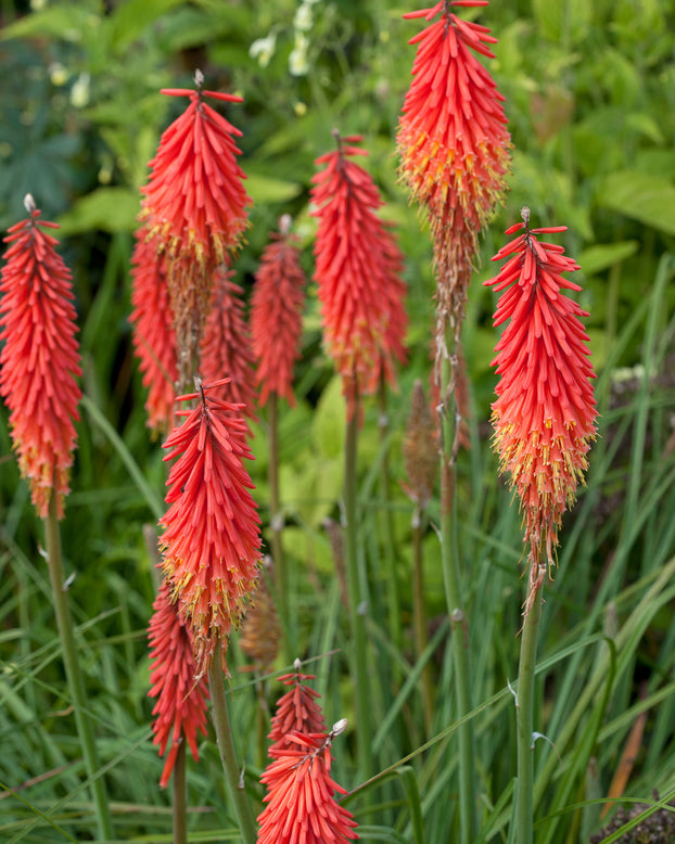 Kniphofia 'Nancy's Red'