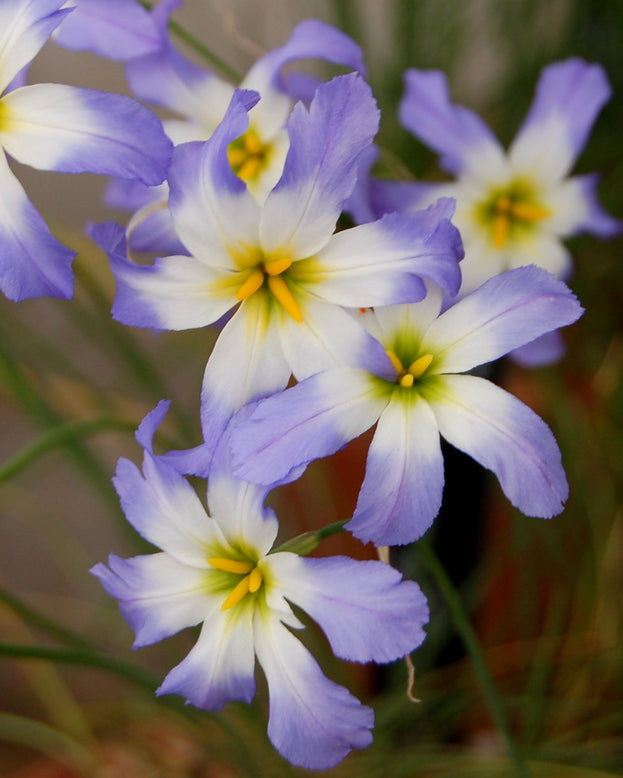 Leucocoryne 'Mixed'