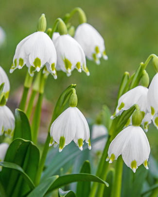 Leucojum aestivum