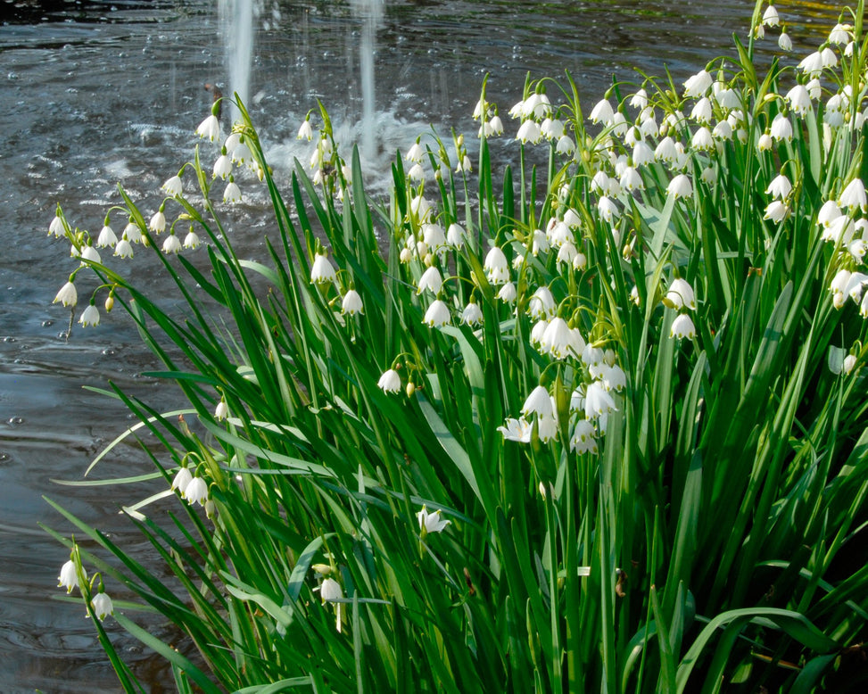 Flower BulbsGravetye Giant (Snowflake) Bulbs UK - 2
