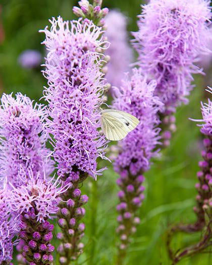 Liatris spicata