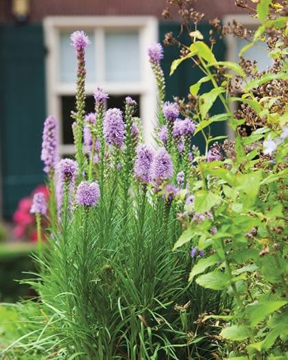 Liatris spicata