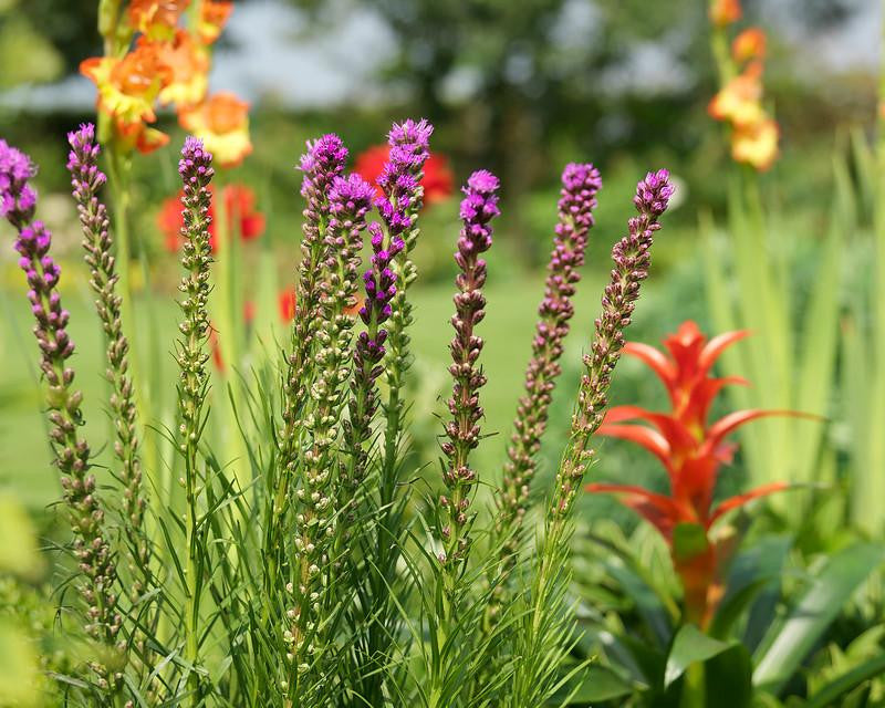 Liatris spicata