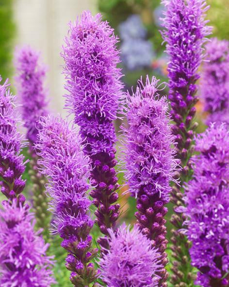 Liatris spicata