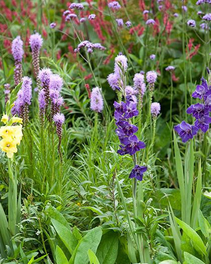 Liatris spicata