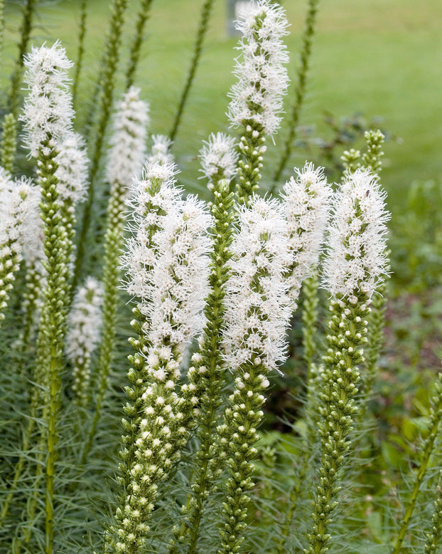 Liatris spicata 'Alba'