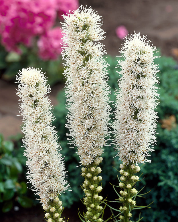Liatris spicata 'Alba'