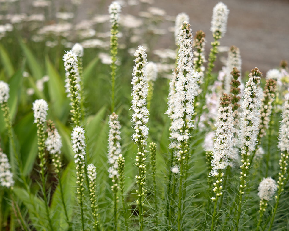 Liatris spicata 'Alba'