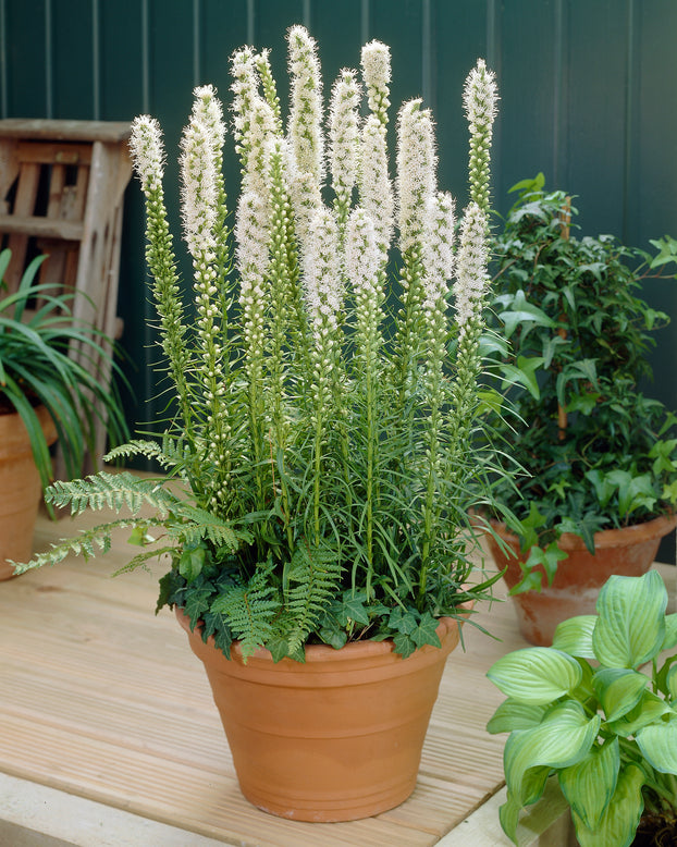Liatris spicata 'Alba'