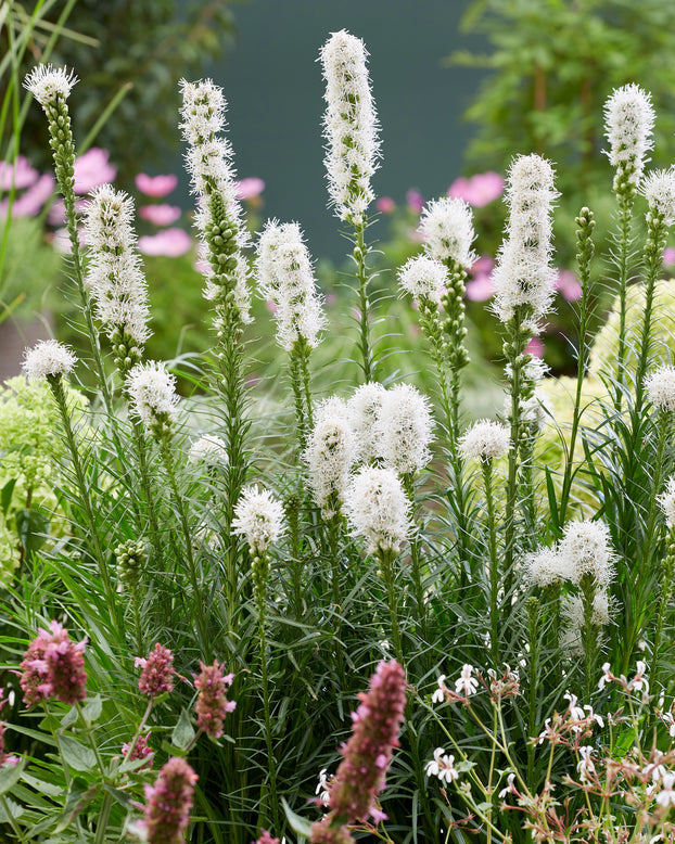 Liatris spicata 'Alba'