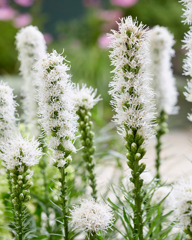 Liatris spicata 'Alba'