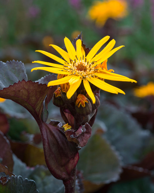 Ligularia 'Pandora'