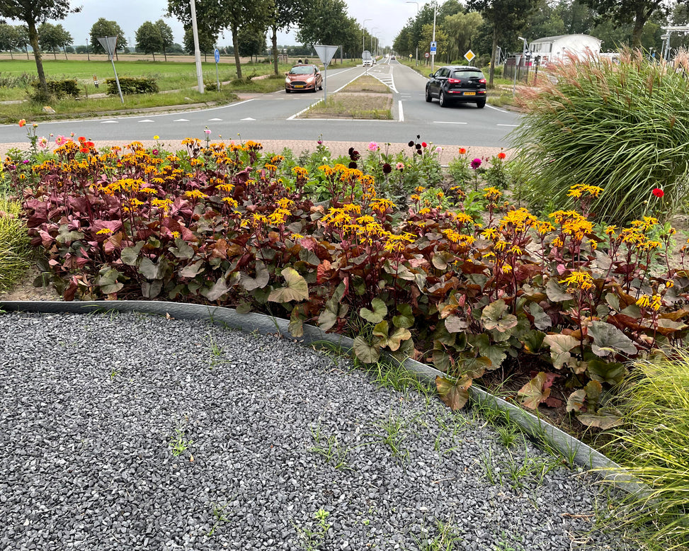 Ligularia 'Pandora'