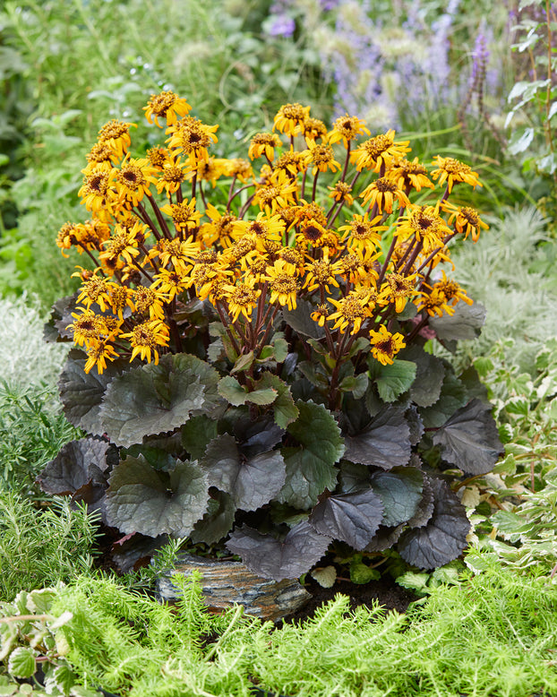 Ligularia 'Pandora'