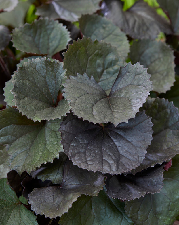 Ligularia 'Pandora'