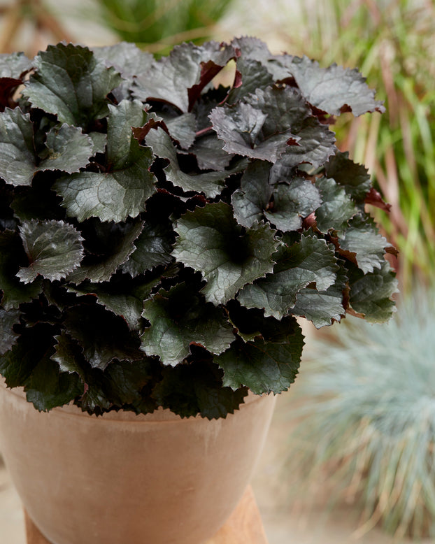 Ligularia 'Pandora'