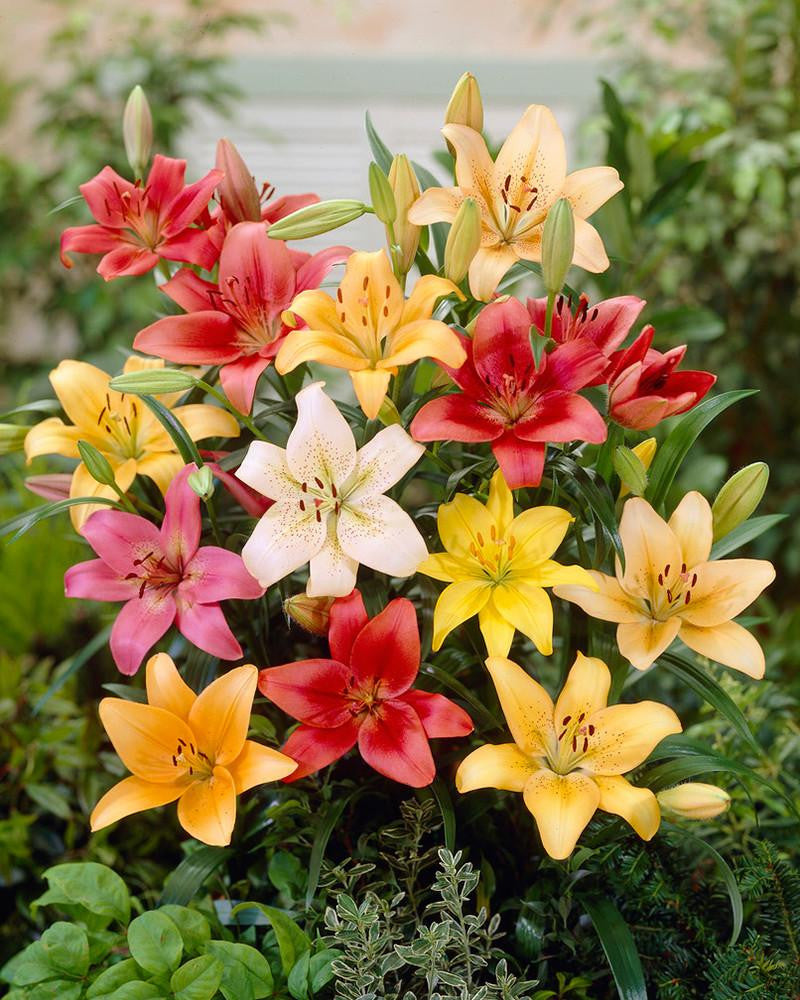Lily 'Asiatic Mixed Colours' bulbs — Buy mixed Asiatic lilies online at