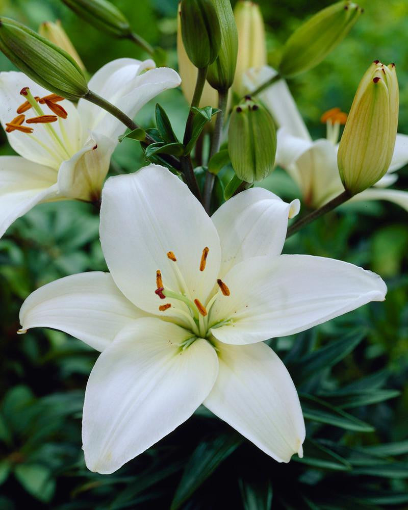 Lily 'Bright Diamond' bulbs — Buy white lilies online at Farmer Gracy UK