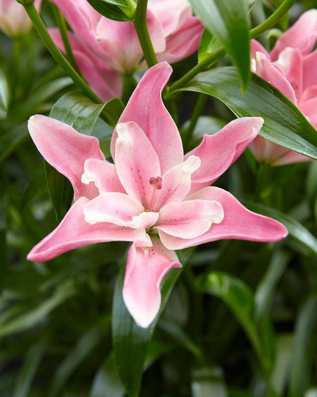 Lily 'Candy Blossom'
