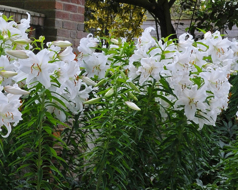 Lily 'Casa Blanca'