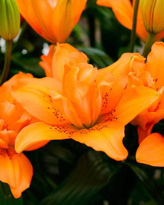 Lily 'Orange Twins'