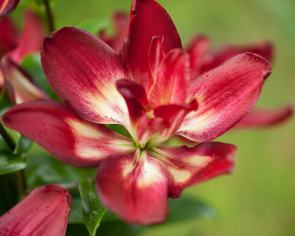 Lily 'Double Sensation'