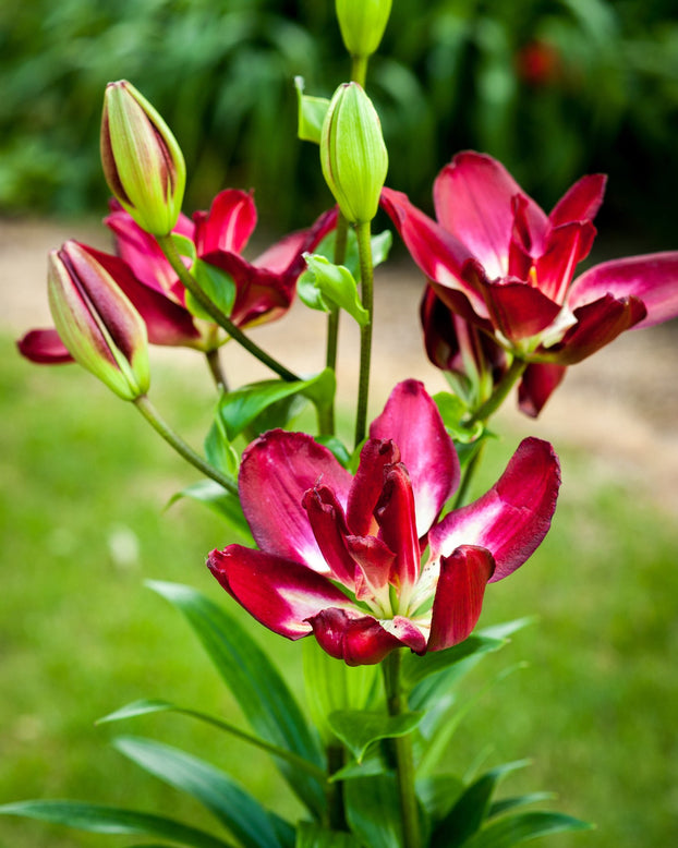 Lily 'Double Sensation'
