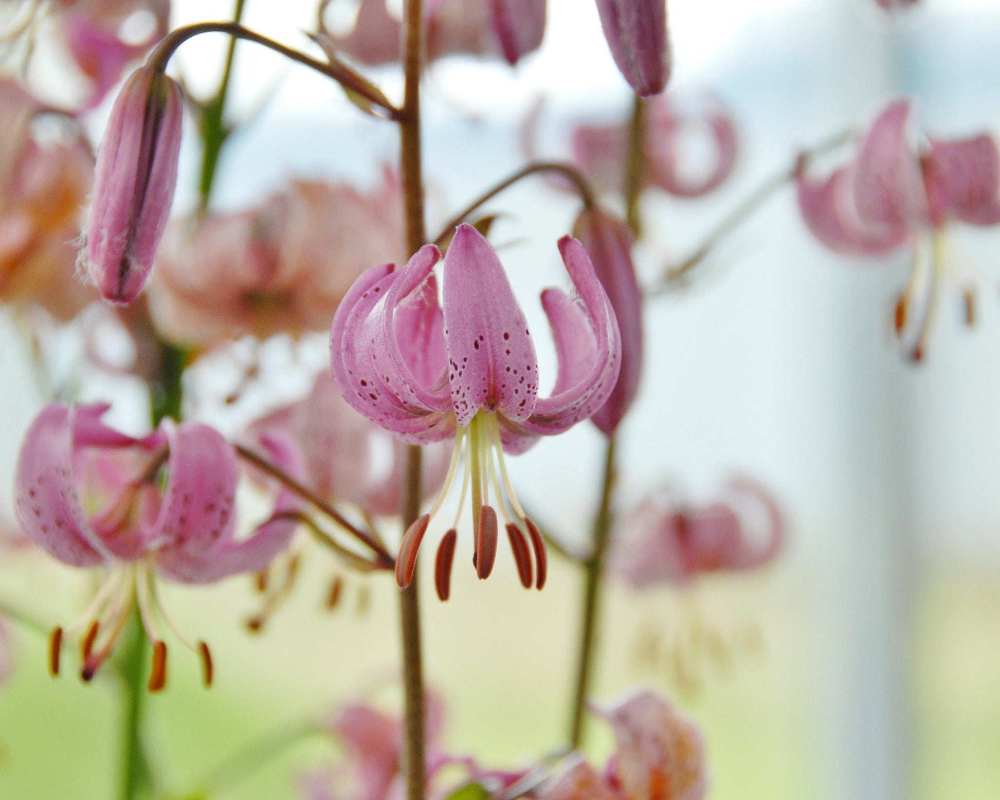 Lily 'Martagon' bulbs — Buy Turk’s Cap Lilies online at Farmer Gracy UK