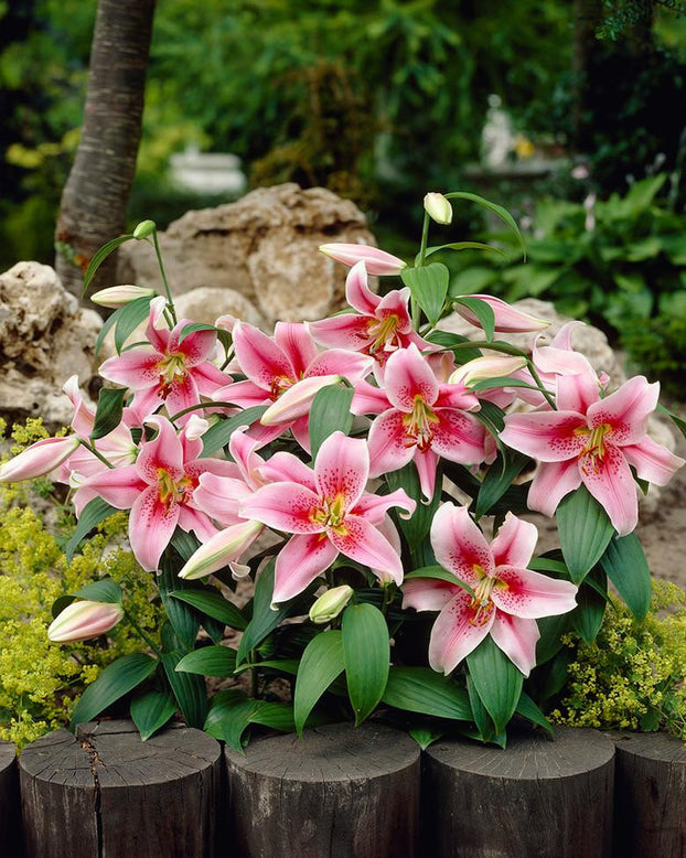 Lily 'Mona Lisa'