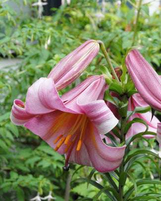 Lily 'Pink Perfection'