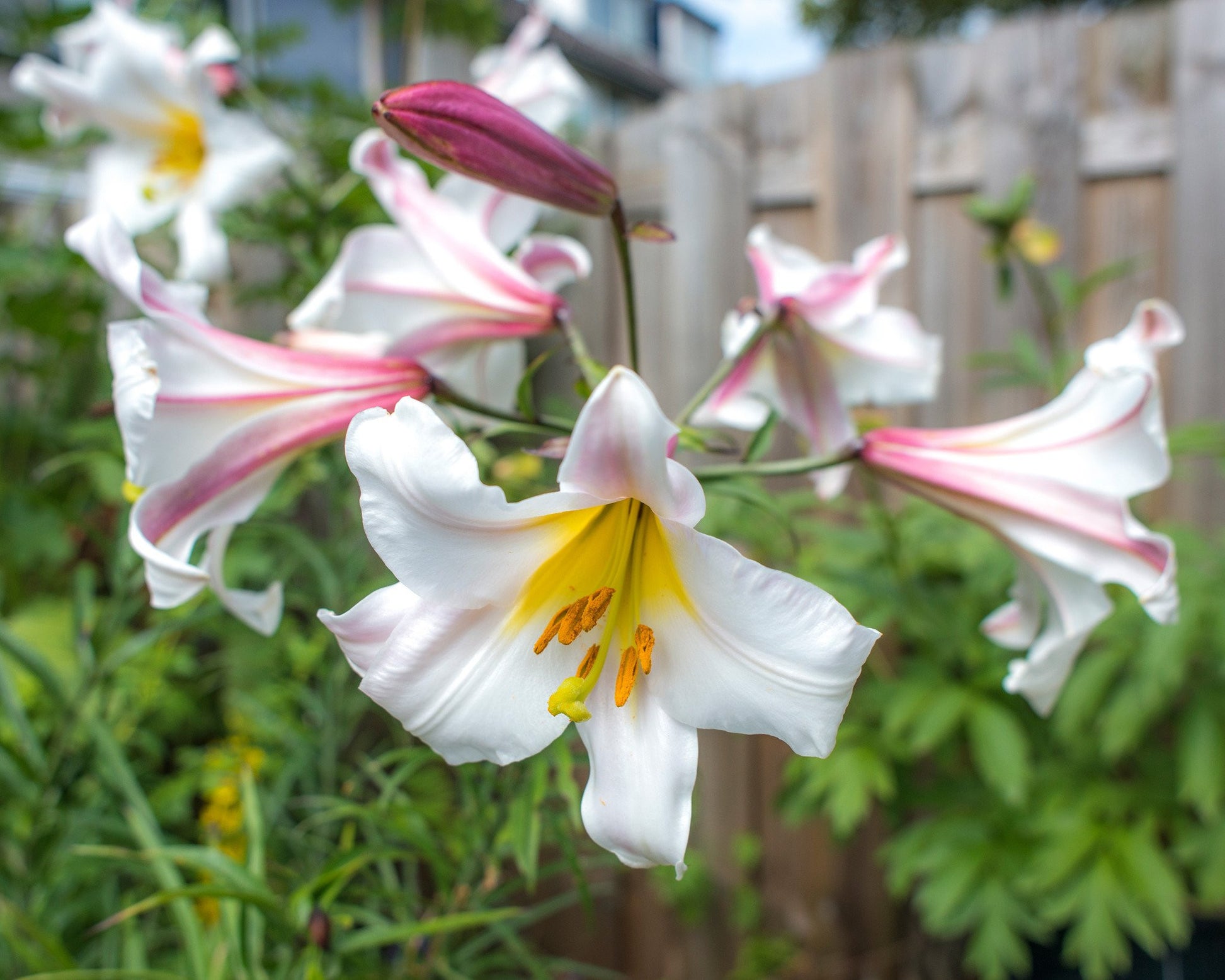 Lily 'Regale' bulbs — Buy online at Farmer Gracy UK