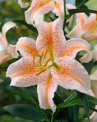 Lily 'Apricot Star'