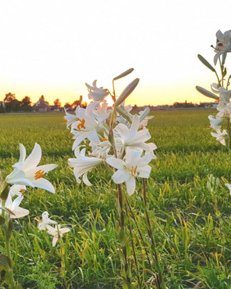 Lilium candidum
