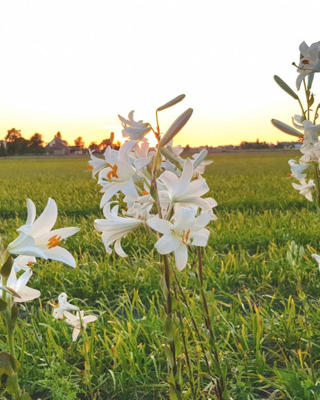 Lilium candidum