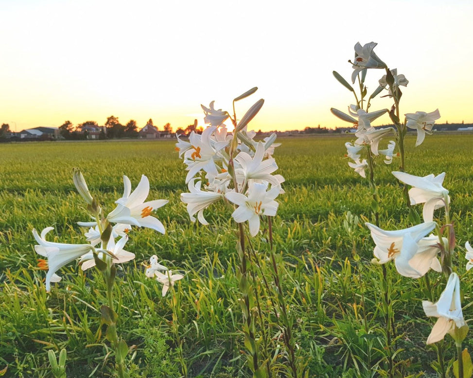 Lilium candidum