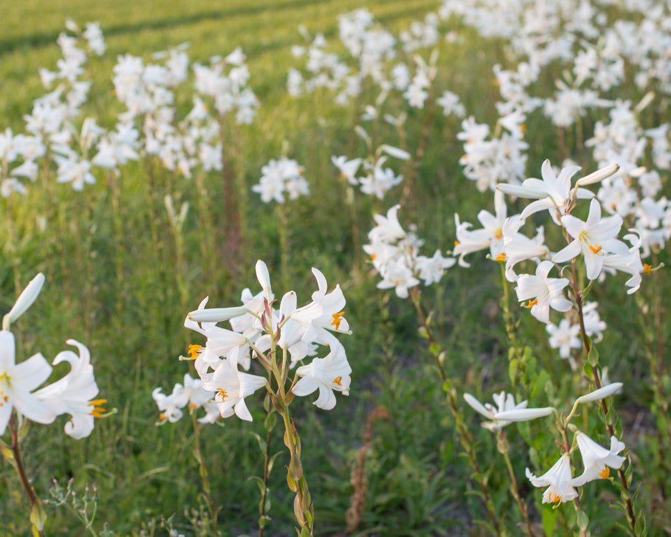 Lilium candidum
