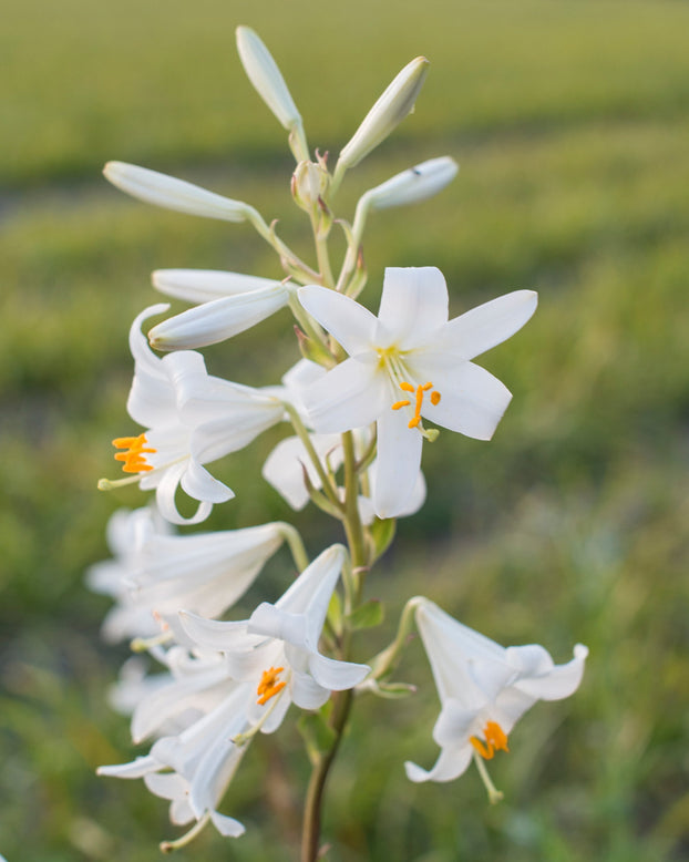 Lilium candidum