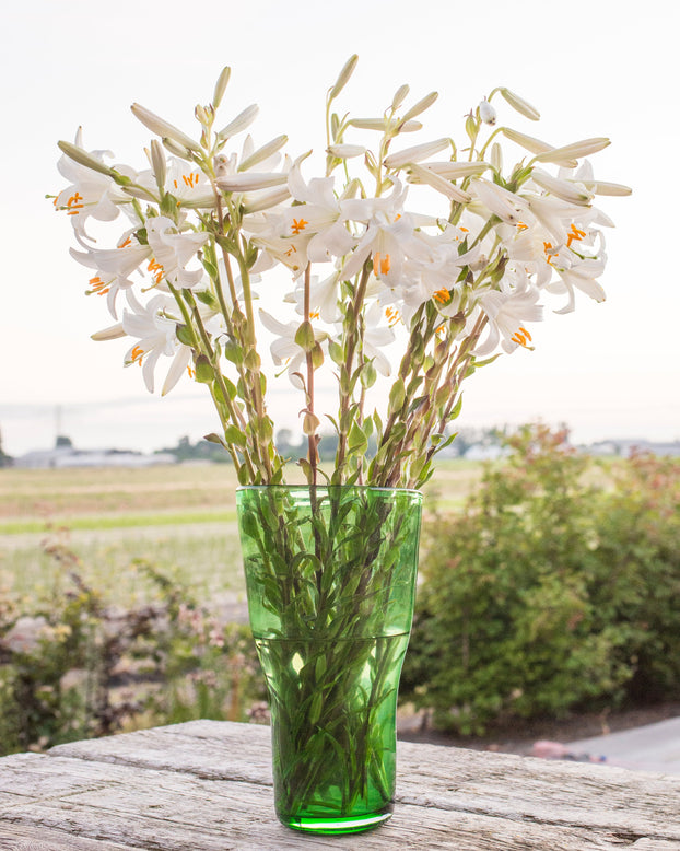 Lilium candidum