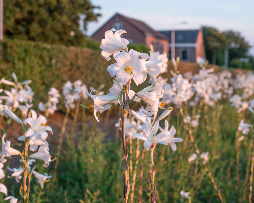 Lilium candidum