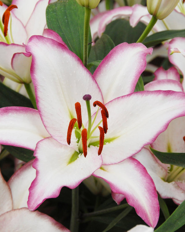 Lily 'Hotline'