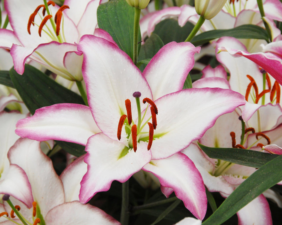 Lily 'Hotline'